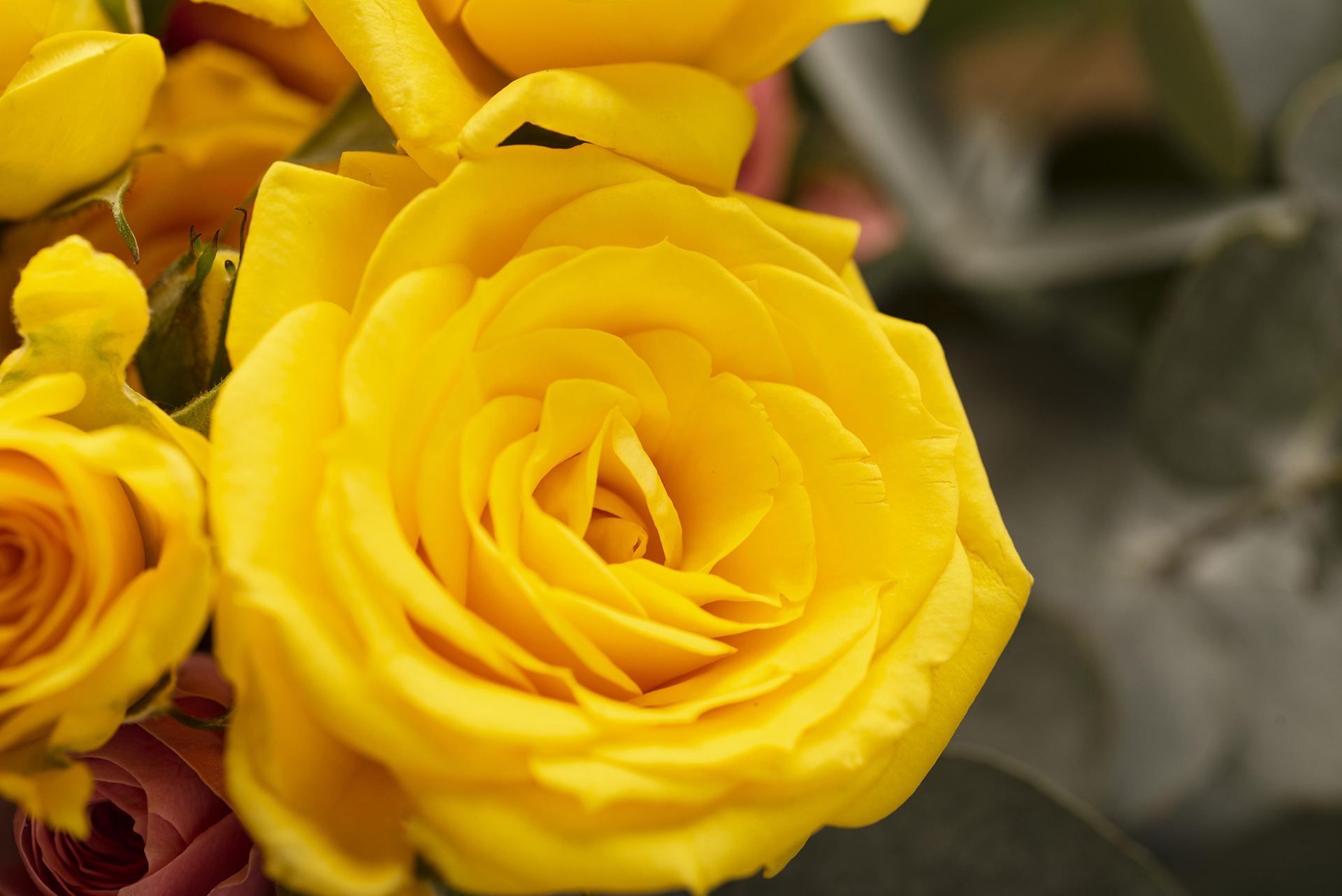 Wofür steht die gelbe Zonta-Rose?